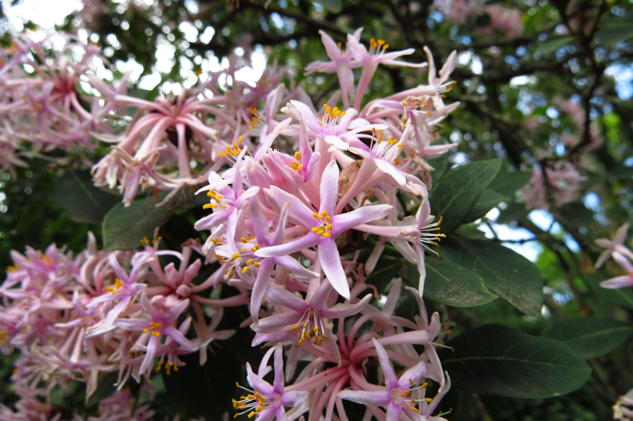 Dais cotonifolia in bloom